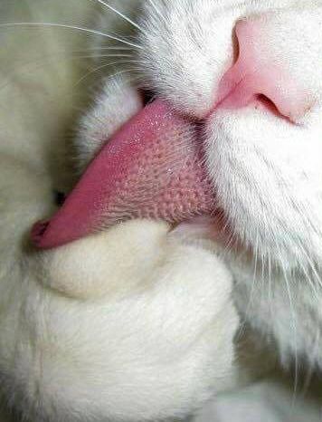 lovecats-cat-pink-tongue